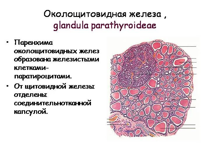 Паращитовидная железа гистология препарат. Щитовидная железа гистология препарат. Строение паращитовидной железы гистология. Околощитовидная железа гистология препарат.