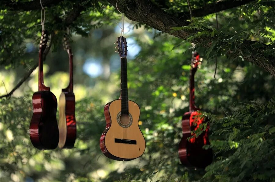 Гитара в лесу. Гитара в лесу. Yamaha f310 natural. Гитарист в лесу. Гитара в лесу.