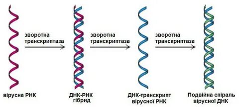 Транскриптаза