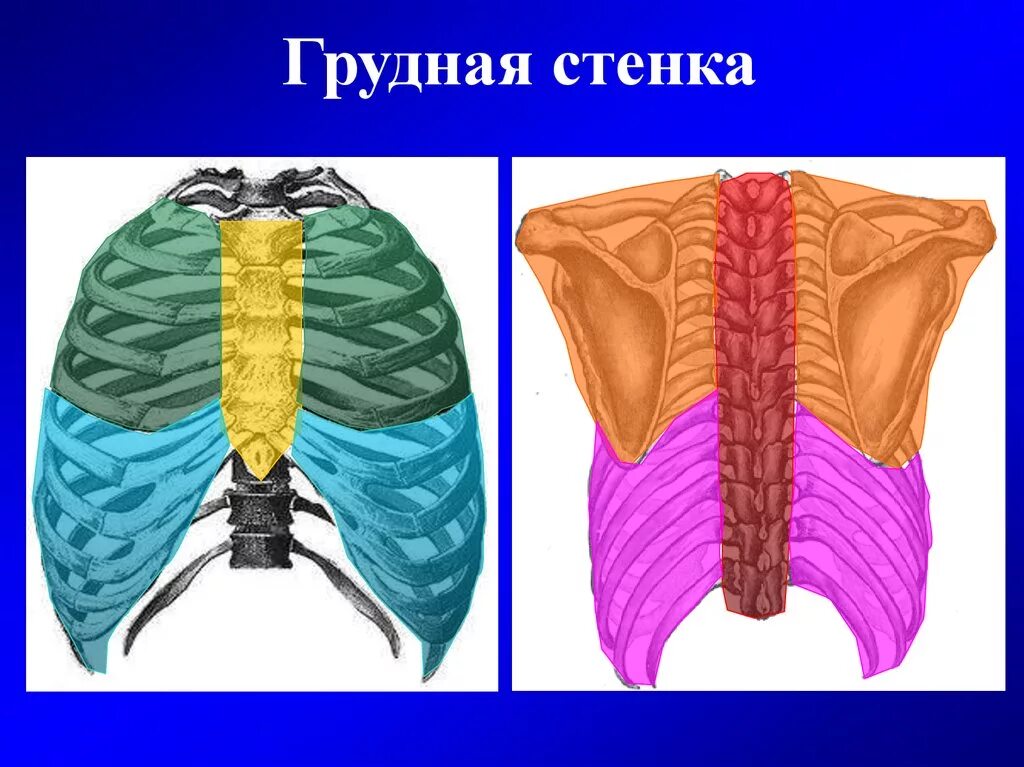 Передняя грудная стенка границы. Передняя грудная стенка границы. Топография анатомия грудной стенки. Слои грудной стенки топографическая анатомия. Передняя грудная стенка границы.