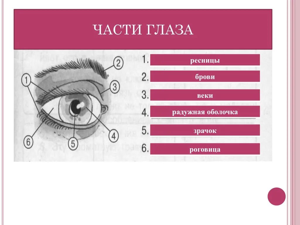 Тест по теме зрение. Части глаза. Внешнее строение глаза. Схема глаза для детей. Назови части глаза.