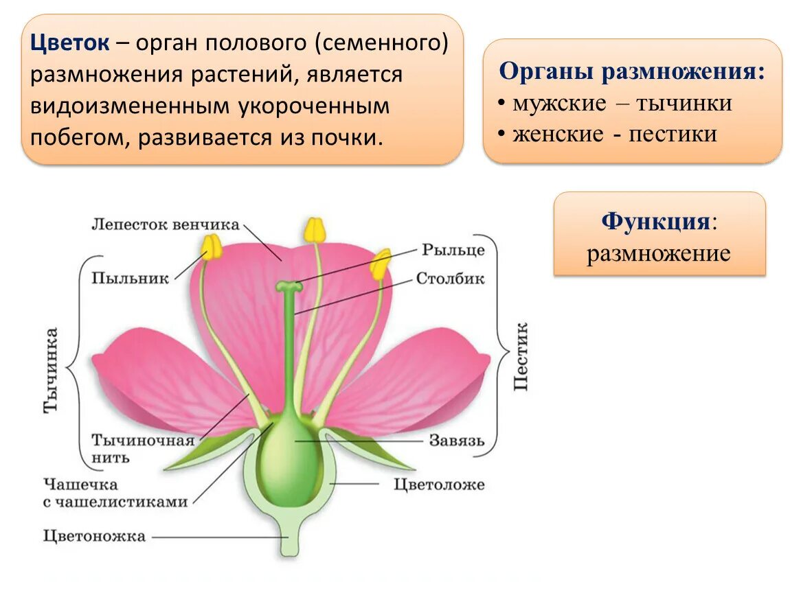 Органы цветка. Органы размножения цветка. Цветок орган полового размножения. Цветы это половые органы растений. Как устроены женские половы органы