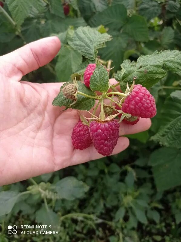 Смайлик малинка. Малинки телеграм. Малина ремонтантная полана. Малинка стикеры. Малинки телеграм.
