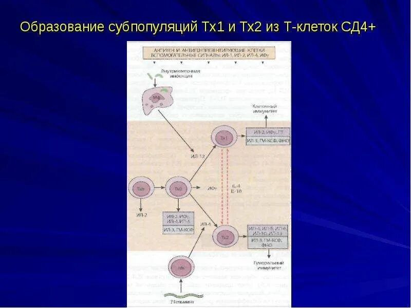 Клетки т 8. Т клетки СД. Тх2 иммунология. ТХ 2 клетки. Сд4 клетки.