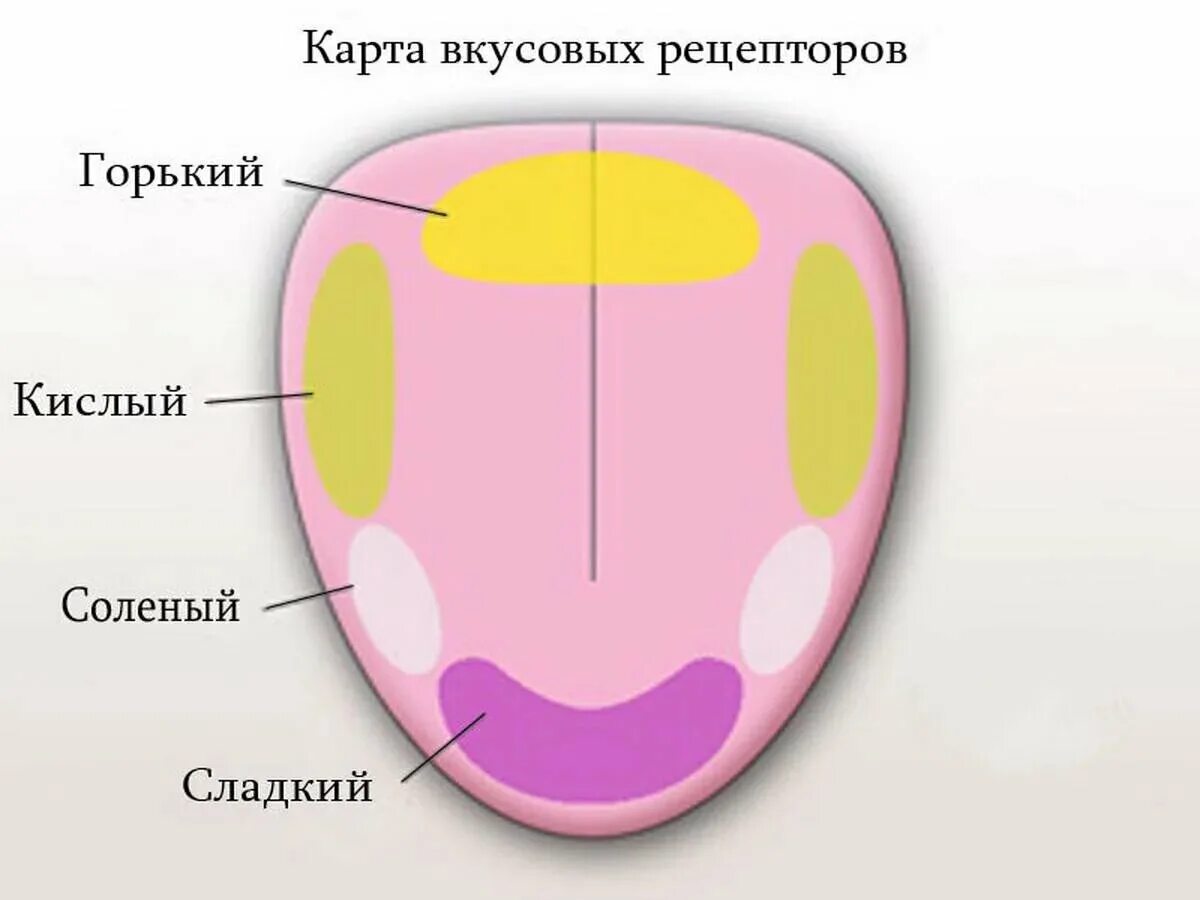 На кончике языка расположены рецепторы чувствительные к. Вкусовые рецепторы на языке схема. Вкусовые рецепторы на языке человека. Схема расположения вкусовых рецепторов на языке. Вкусовые зоны языка человека схема.