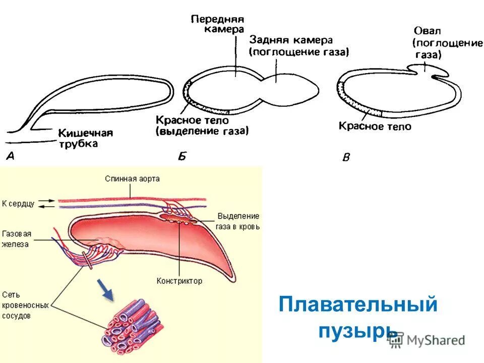 У хрящевых рыб нет. Плавательный пузырь у хрящевых рыб. Плавательного пузыря нет у. Плавательного пузыря нет у. Надотряд хрящевых рыб.