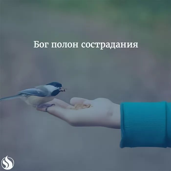 сочувствие и сопереживание. понятие жалость. сострадание это определение. жалость к людям. сострадание это.