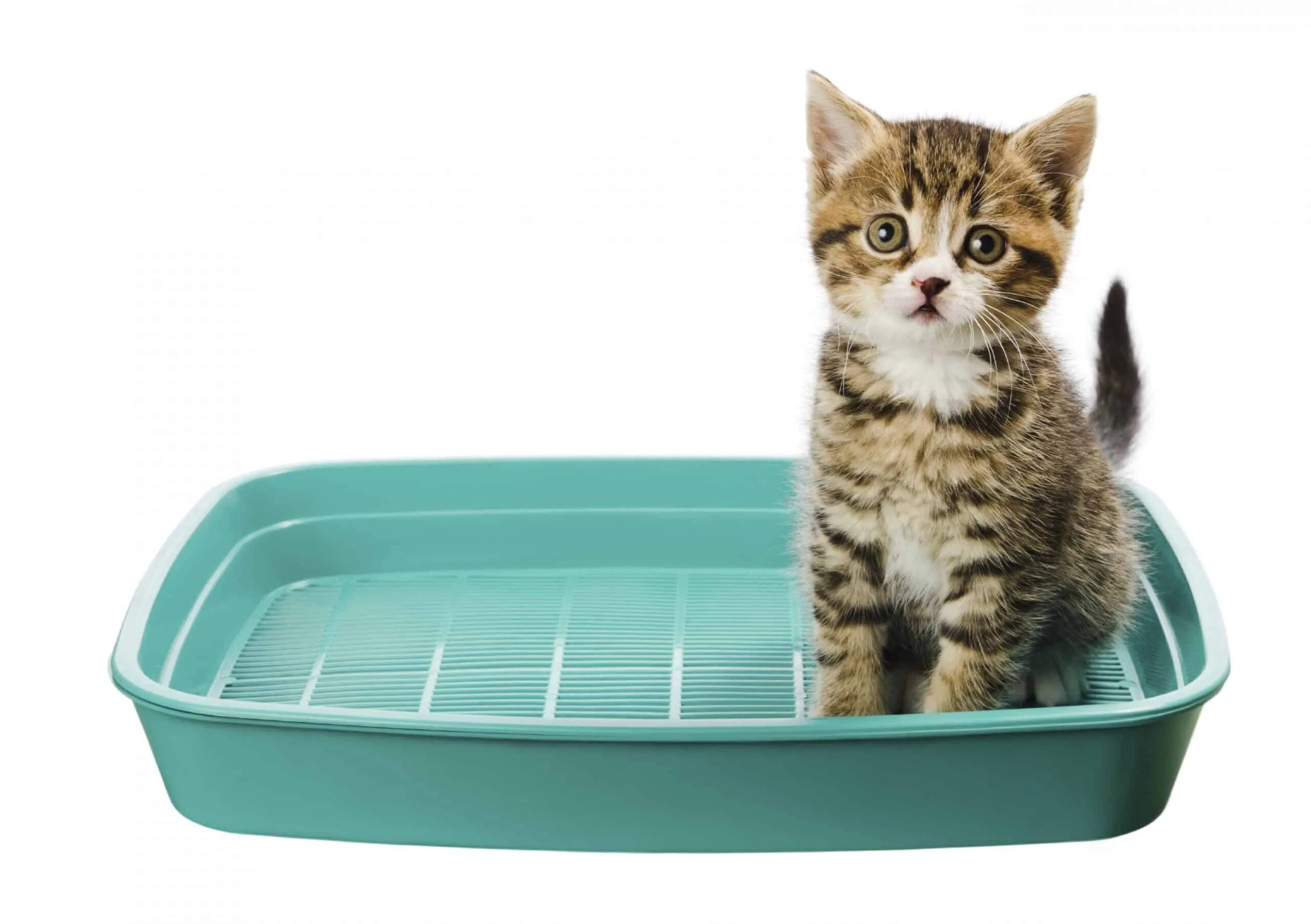 Как выглядит для котят туалет песочница. Кот в лотке. Кошачий лоток с какашками. Лоток для кошек. Туалет для кошек.