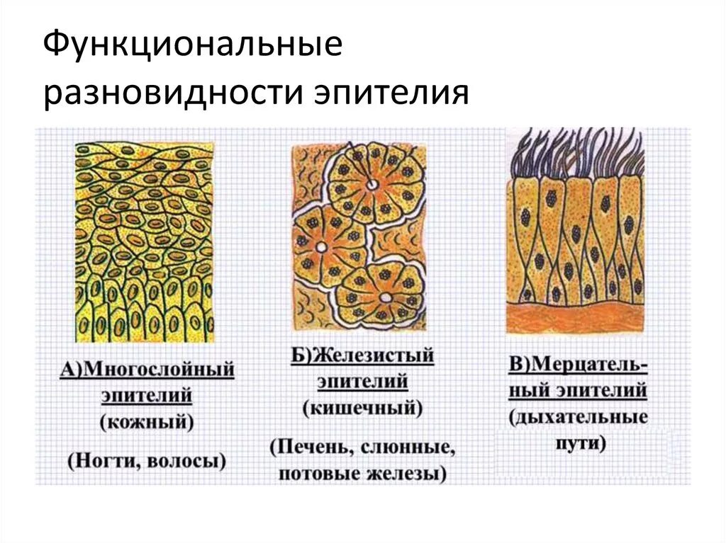 Пример эпителиальной ткани человека. Строение ткани эпителиальной ткани. Строение эпителиальной ткани анатомия. Эпителиальная ткань виды строение. Строение покровной эпителиальной ткани.