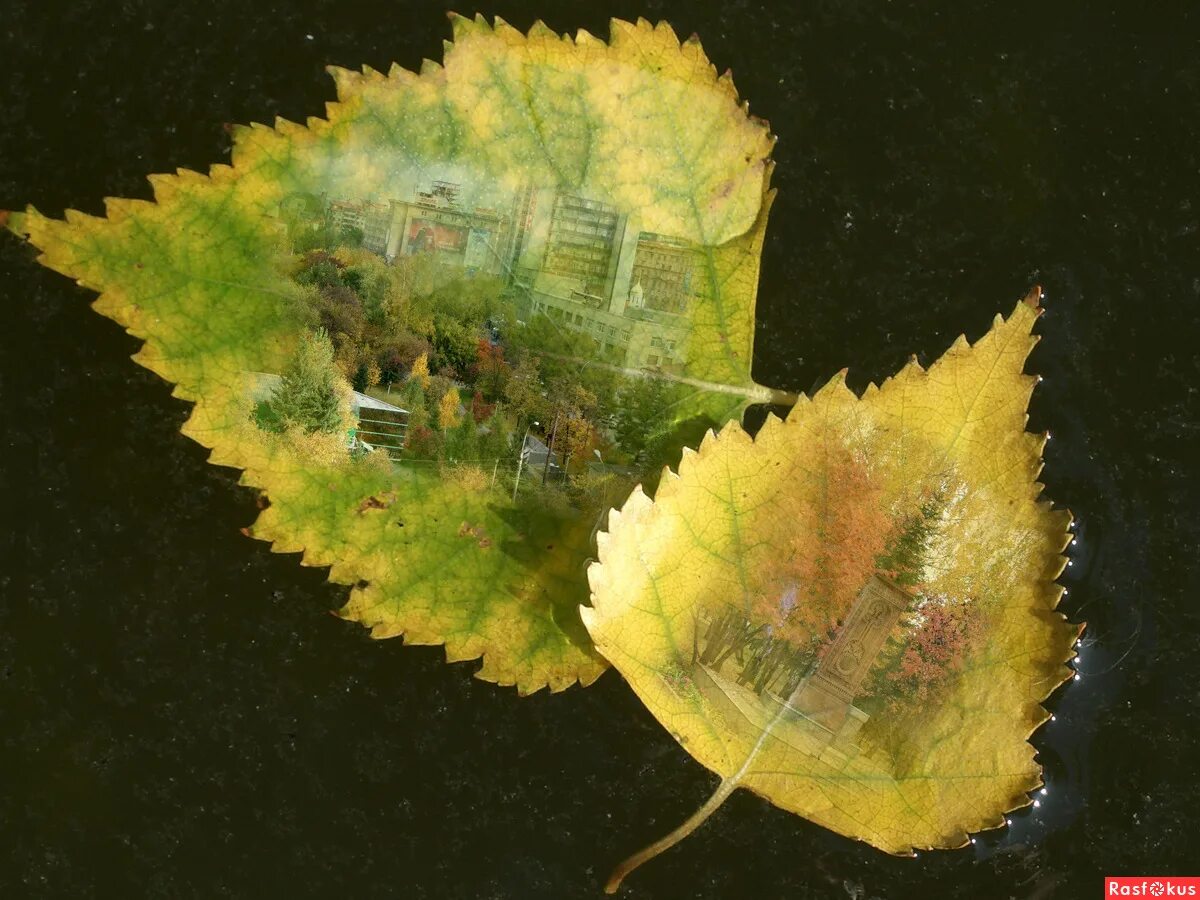 Коллаж из листьев. Коллаж из листьев. Коллаж из листьев. Красивое панно из осенних листьев. Коллаж из листиков.