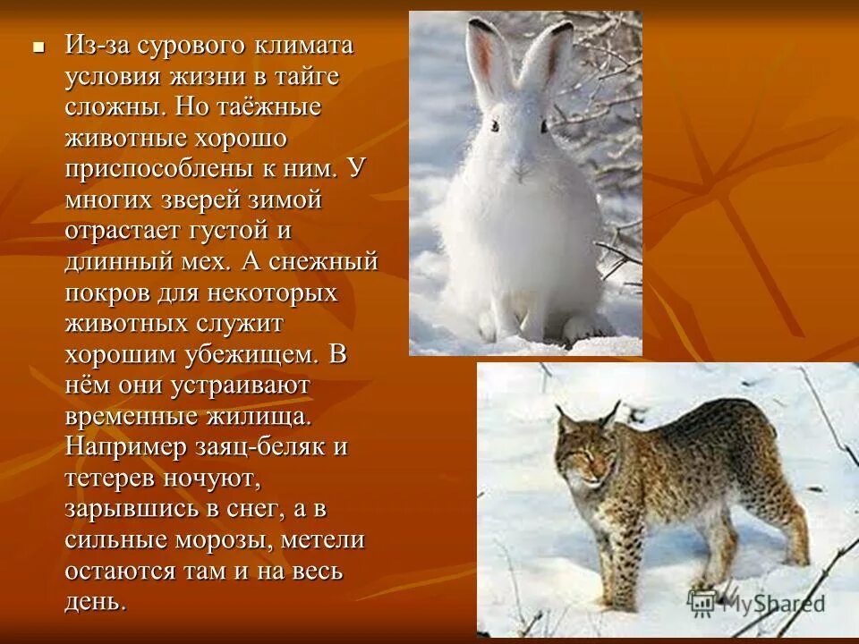 приспособление животных в тайге. приспособления животных в тайге. приспособление растений в тайге в тайге. адаптация животных в тайге. приспособления животных в тайге.