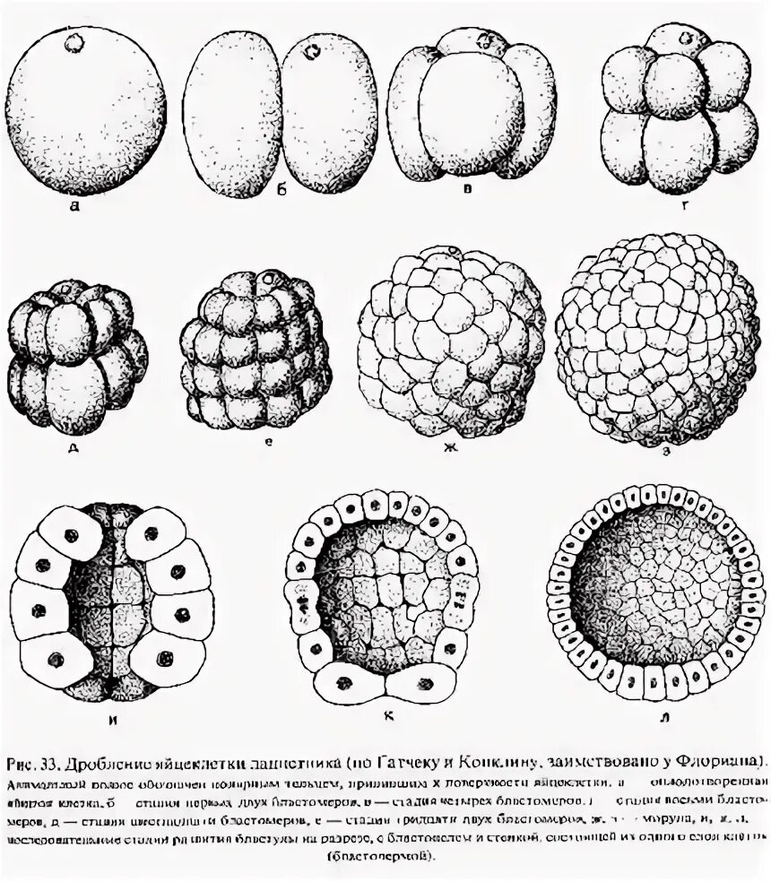 Бластоциста бластомер бластула. Бластомеры ланцетника набор. Цикл развития ланцетника. Морула бластула. Дробление зиготы у ланцетника.