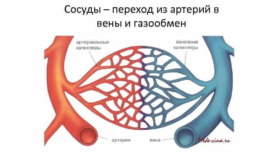 Какой сосуд называется. Сосуды артерии вены капилляры. Сосуд строение артерия Вена. Строение артерии вены и капилляры.