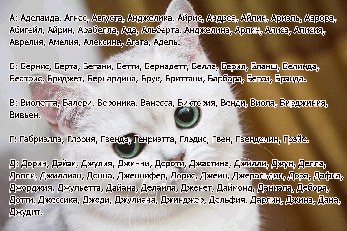 Имя дня кота