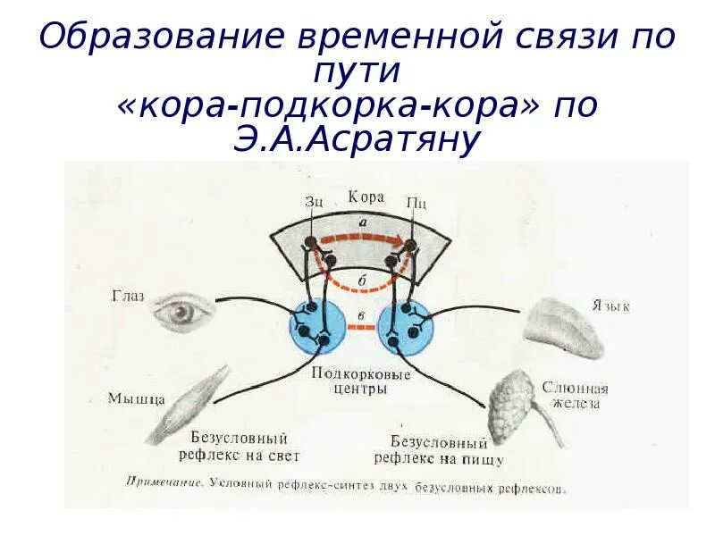 Механизм образования временной связи. Механизм образования временной связи условных рефлексов. Рефлекторный свет.