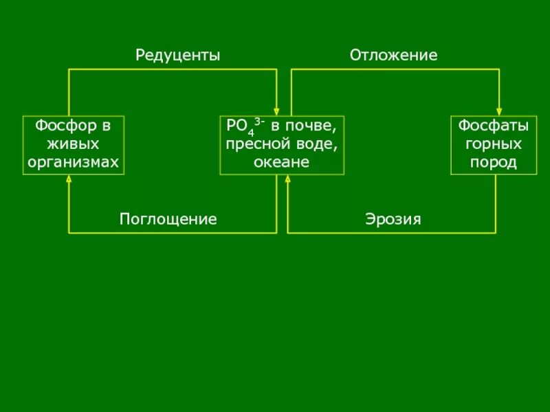 Редуценты в океане. Редуценты почвы. Редуценты цепочка. Редуценты океана примеры.