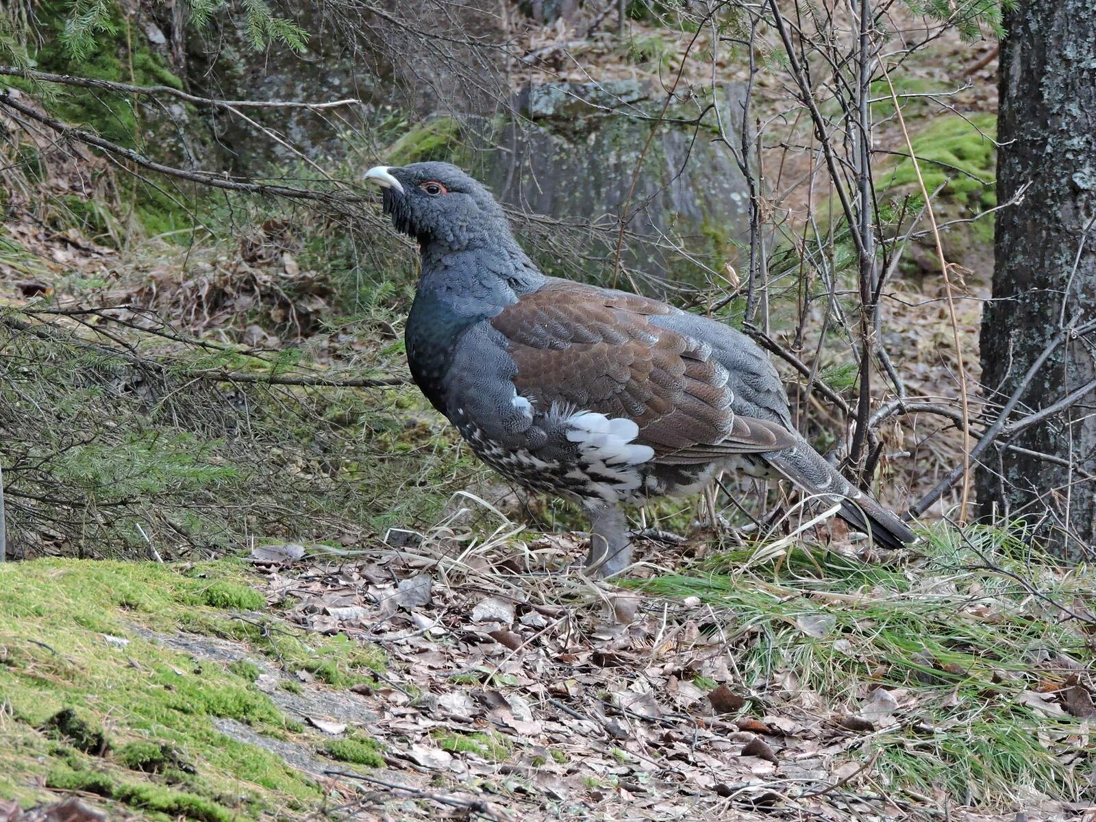 Глухарь (Tetrao urogallus). Обыкновенный Глухарь. Глухарь Сибирский. Обыкновенный Глухарь самка.