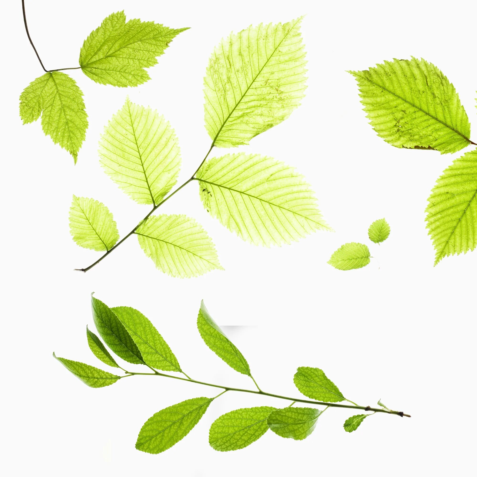 Natural leaves. Зеленый лист. Листья фон. Листья на белом фоне. Зеленые листья на белом фоне.