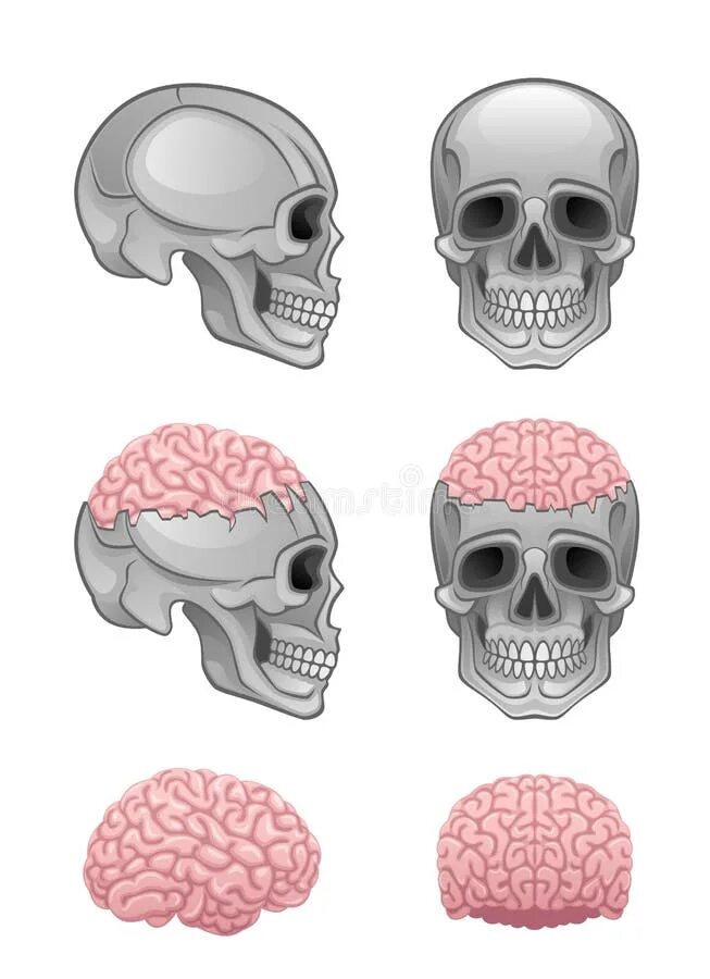 Мозги в черепной коробке. Мозг в черепной коробке.