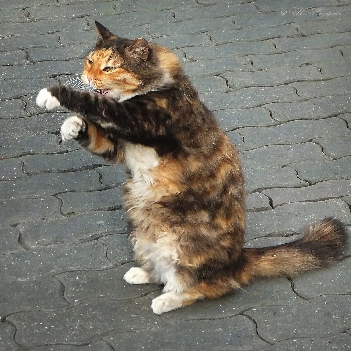 Бить хвостом. Кошка бьет хвостом. Щука. Бобр хлопает по воде хвостом. Кот вертит хвостом.