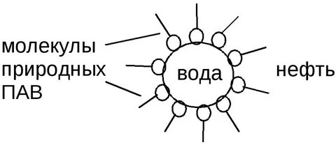 Пав на английском