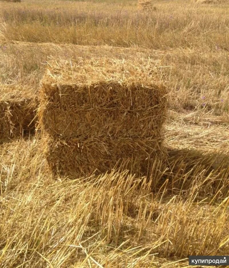 Сено разнотравье. Солома 120 тюк. Солома пшеничная тюк (20 кг). Солома ячменная в тюках. Сено солома в тюках.