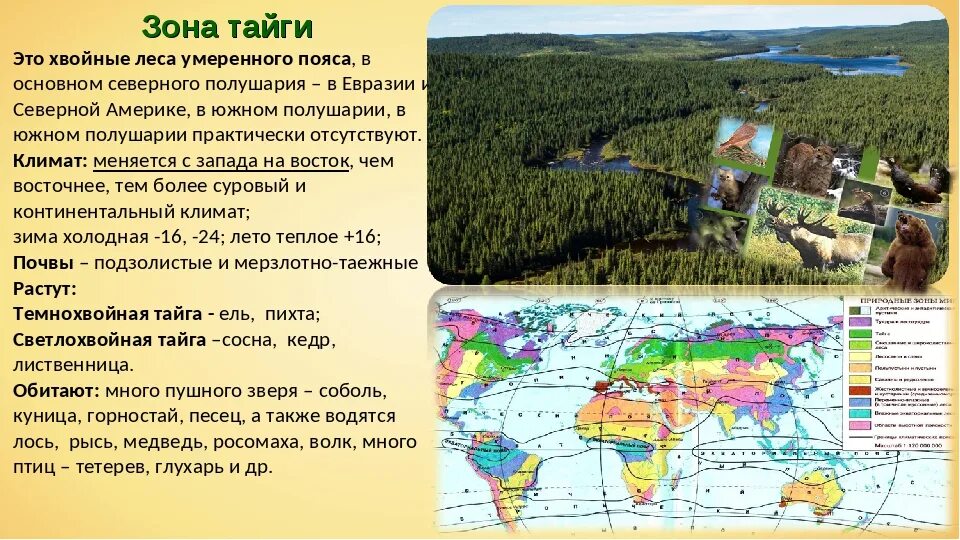 Лесная зона большую часть климатического пояса. Природные зоны Евразии Тайга. Природная зона Тайга географическое положение. Тайга природная зона климат. Тайга характеристика природной зоны.