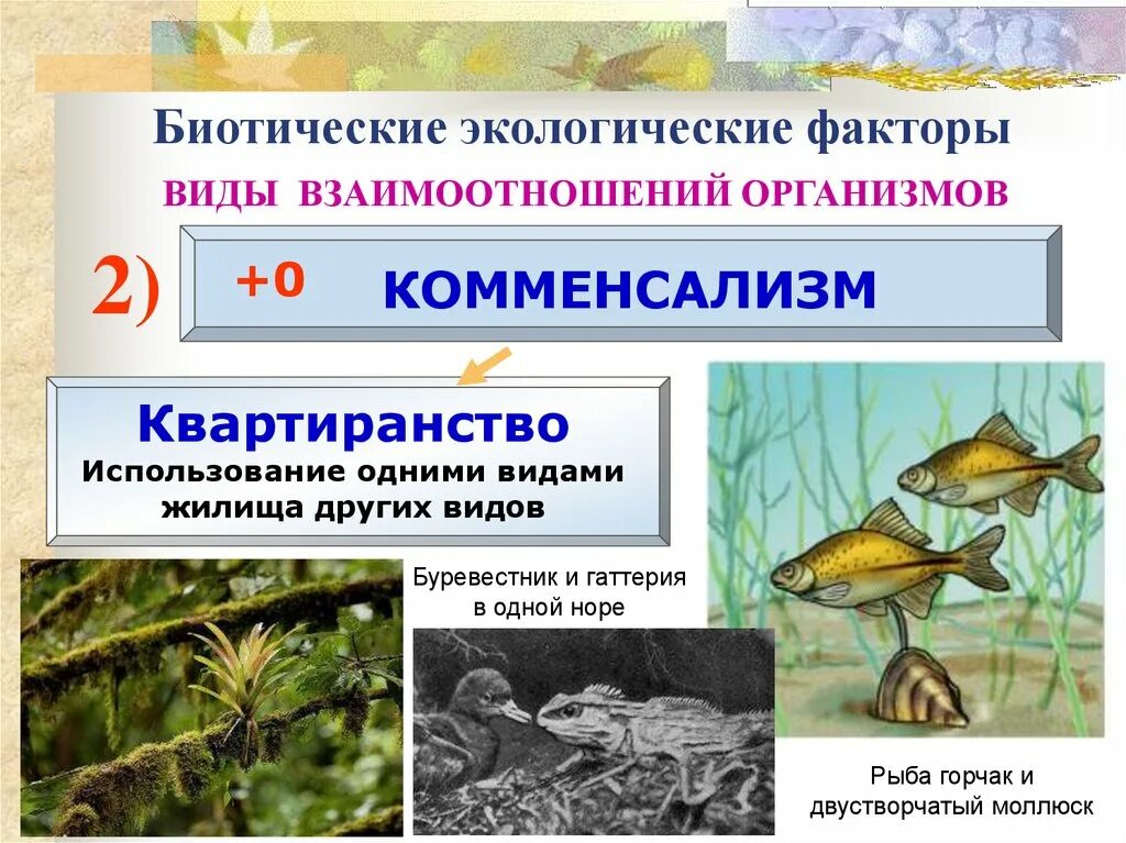 Межвидовые взаимоотношения организмов. Биотические взаимоотношения организмов. Биотические факторы типы взаимоотношений. Межвидовые биотические взаимоотношения
