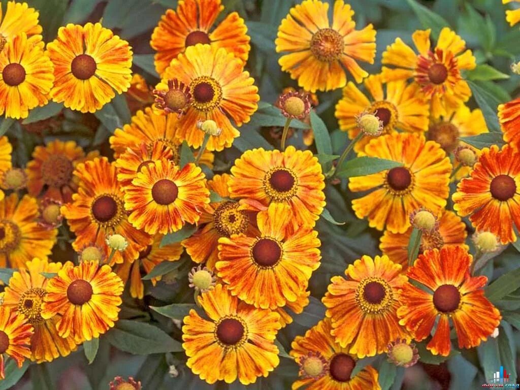 Pretty, sunny, heliposis! Lily flower seeds, Flowers perennials, Perennial sunfl