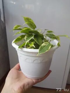 Фикус бенджамина какой горшок
