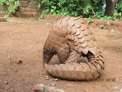 Indian Pangolin.