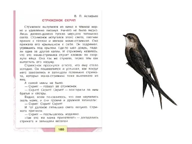 Читать рассказ скрип скрип. Стрижонок Стриж. В П Астафьев Стрижонок скрип. В.П.Астафьев Стрижонок скрип текст. Стрижонок скрип Астафьев иллюстрации.