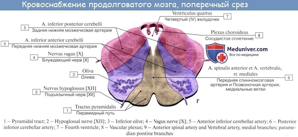 Артерии среднего мозга