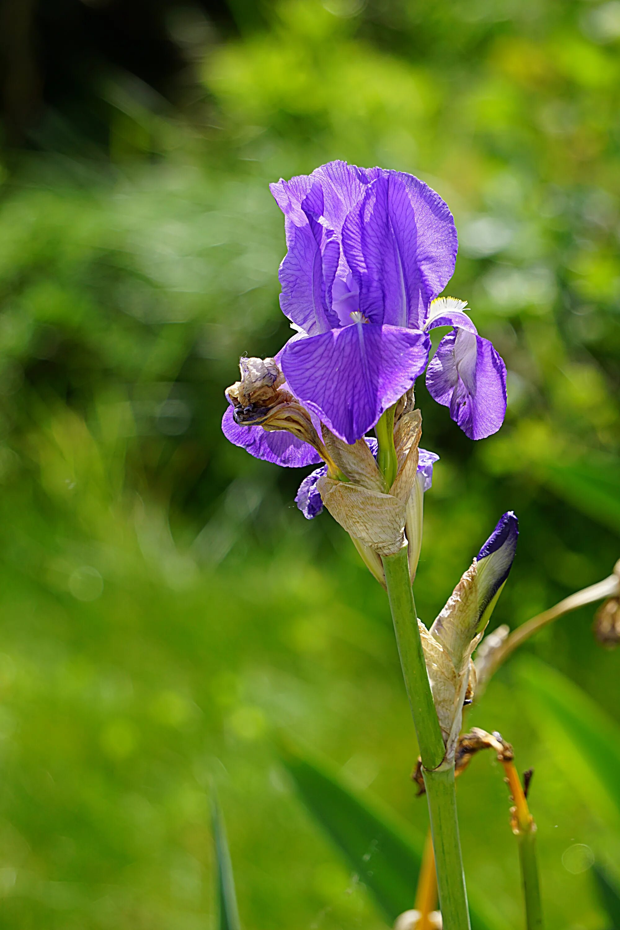 Ирис (Iris pallida). Ирисы Дикие синие. Ирис зеленый цветок. Цветы ирисы Смолевка. Ирис растение значение