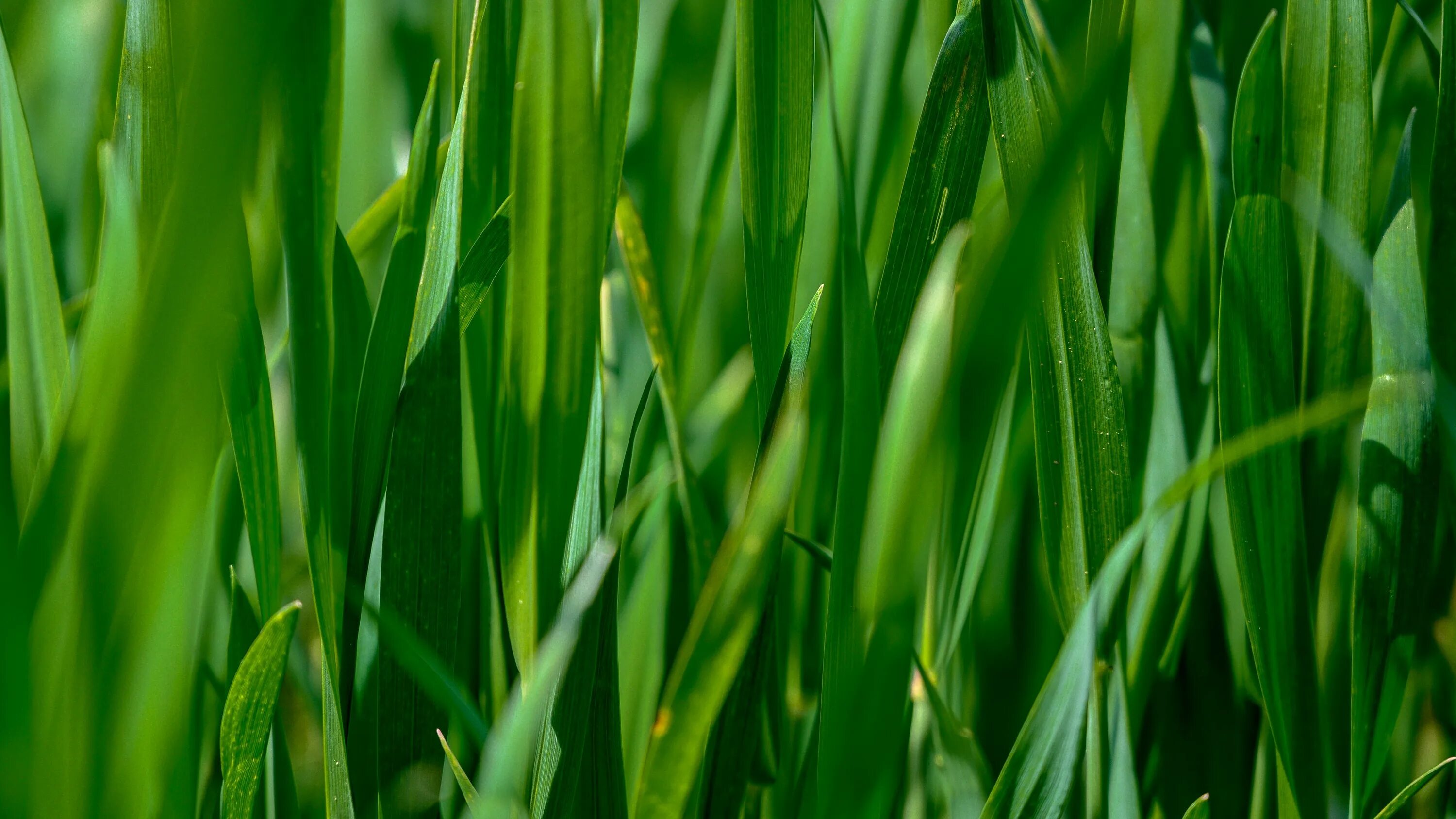 Grass plant. Зелёные растения. Зелень трава. Красивая зелень. Обои зелень.