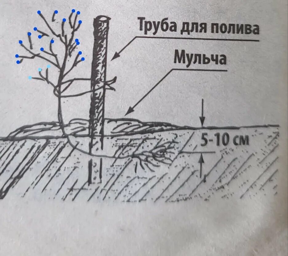 Как сохранить голубику до посадки. Схема посадки голубики высокорослой. Посадка голубики схема посадки. Голубика Садовая посадка весной. Глубина посадки голубики.