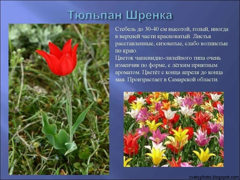 Цветы занесенные в красную книгу