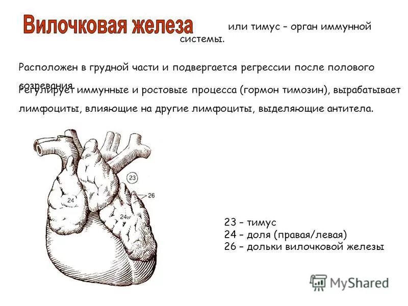 экстракт вилочковой железы тюленя. вилочковая железа препарат. тималин тактивин таблетки. вилочковая железа тюленя. лекарство из вилочковой железы тюленя.