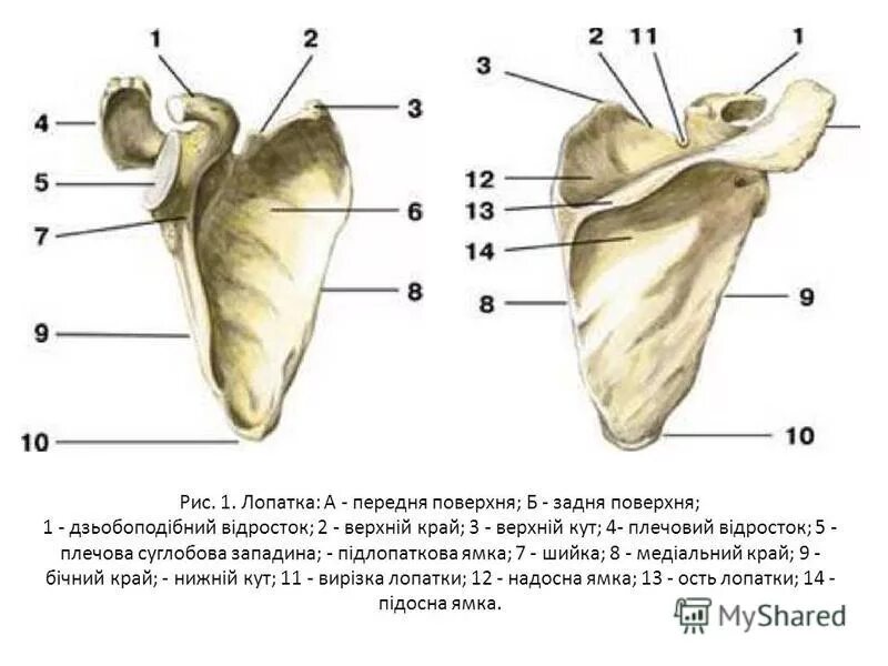 Строение лопатки вид спереди. Лопатка анатомия вид спереди. Строение лопатки вид сбоку. Лопатка вид спереди с подписями.