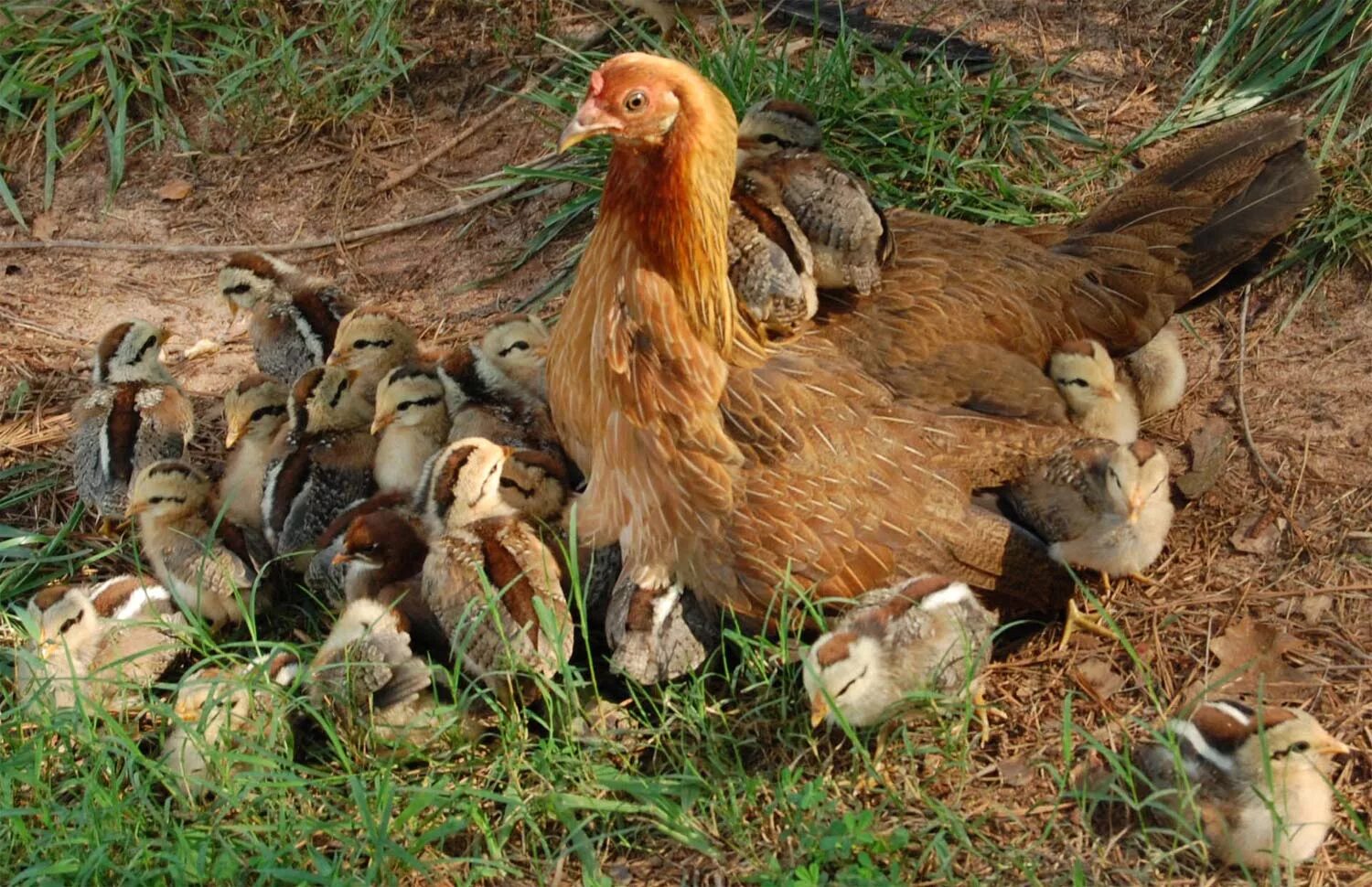 Видеть во сне цыплят. Разнообразие домашней птицы. Курица с выводком. Заботливая курица. Забота домашних животных о своем потомстве.