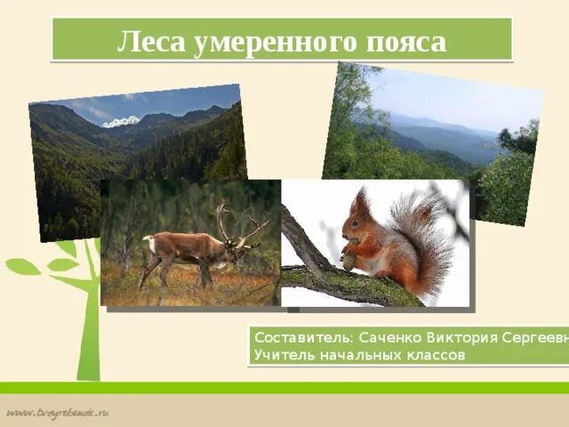 Леса умеренного пояса. Леса умеренного пояса 8 класс презентация домогацких. Почвы зоны хвойных лесов умеренного пояса. Леса умеренного пояса конспект. Смешанные леса охрана.
