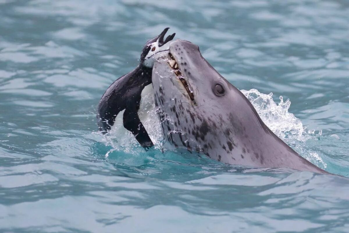 Фото морского леопарда. Ластоногие морской леопард. Морской леопард и тюлень. Морской леопард в Антарктиде. Морской леопард и тюлень крабоед.