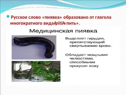 Виды пиявок