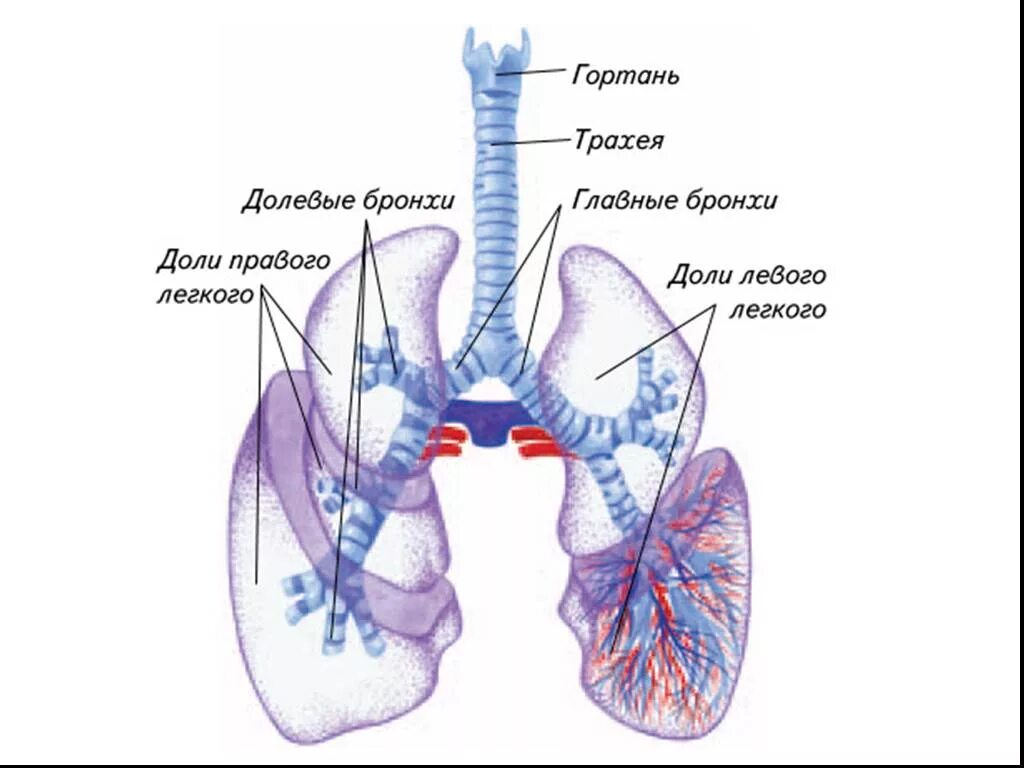 Основу легких составляют. Дыхательная система человека трахея и бронхи. Строение легких трахея бронхи. Трахея бронхи лёгкие анатомия. Органы дыхания бронхи легкие и трахея.