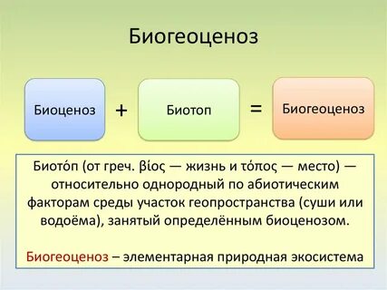 Класс в биологии простыми словами