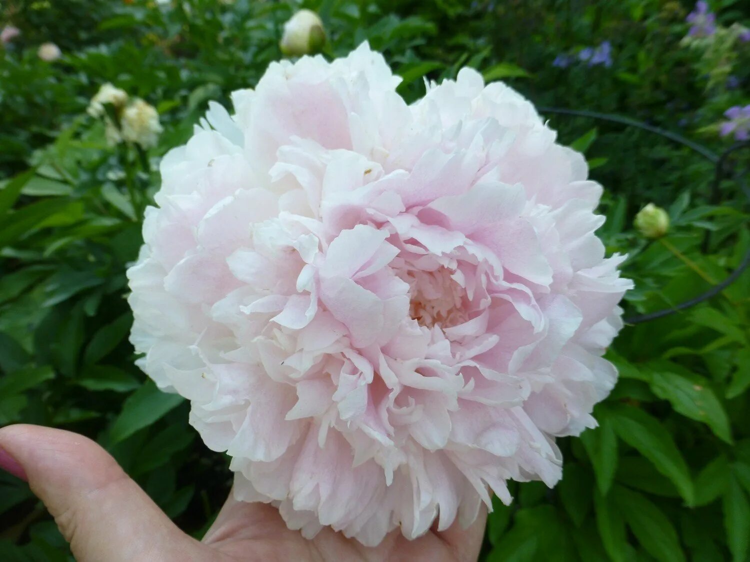 ✅ Купить Пион ШИФФОН ПАРФЕЙТ CHIFFON PARFAIT БРОНЬ на ЭТОТ ГОД в Витебске - саже