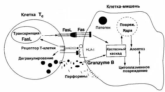 Место расположения клеток мишеней простагландина Лекция 1. Доцент кафедры гистологии МА КФУ Демьяненко И.А. Система органов презе