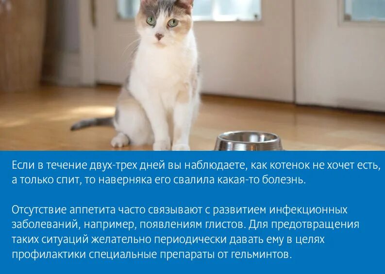 Почему котенок не пьет. Кот перестал кушать. Почему кот ничего не ест. Кошка ничего не ест и лежит.