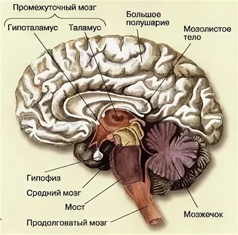 Головной мозг биология 8 класс. Головной мозг человека 8 класс биология. Строение головного мозга биология 8. Структуры головного мозга биология 8 класс.