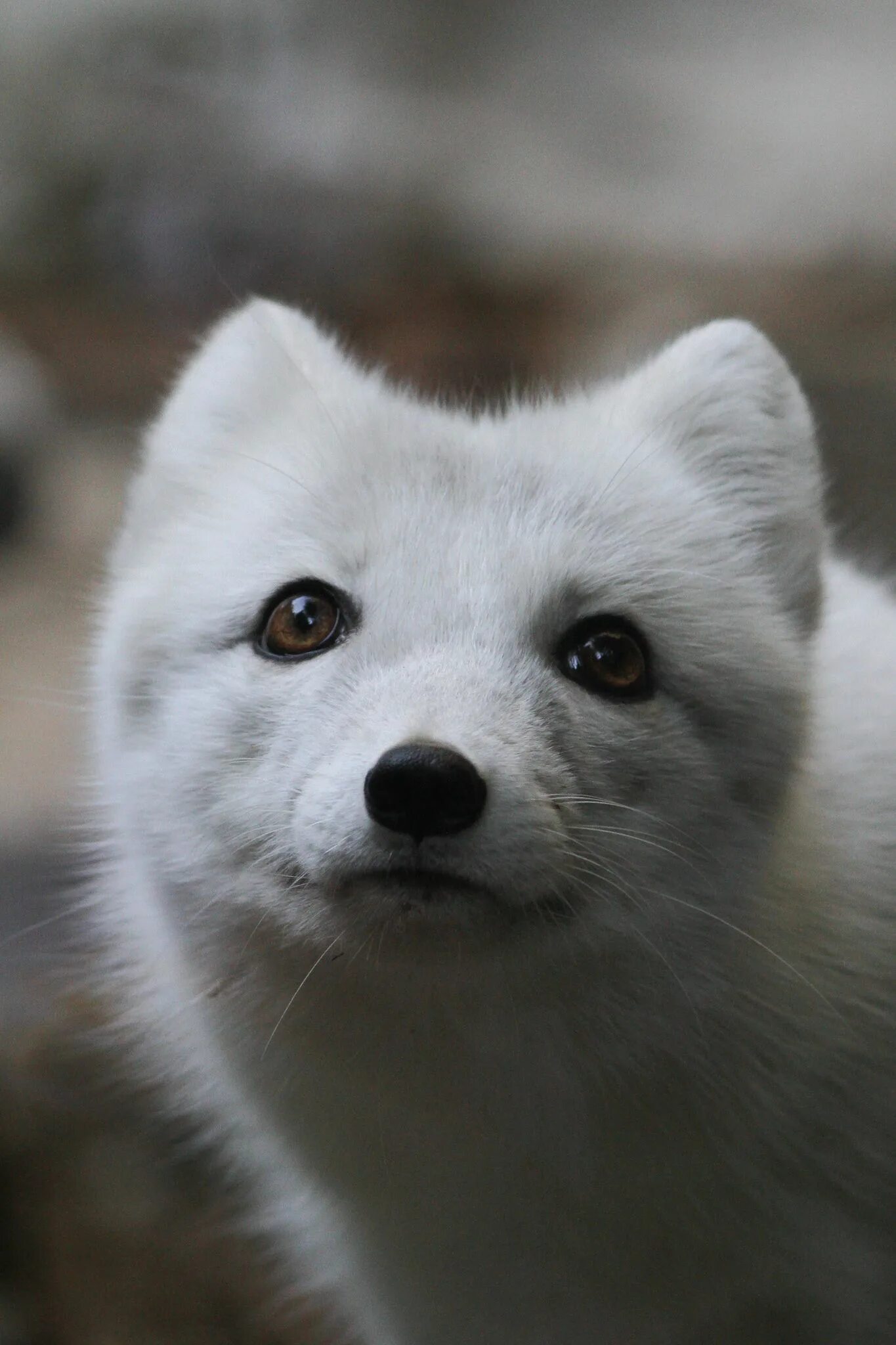 Тундровый песец. Песец байкальский. Белая лиса(arctic fox). Полярная лисица песец. Песец полярная лиса.